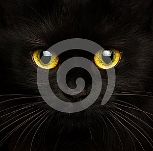 Lindo hocico de negro gato de cerca 