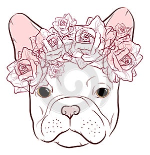 Cute muzzle French Bulldog with a wreath