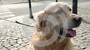 Cute Muzzle Of Golden Retriever Dog On A Leash On A City Street