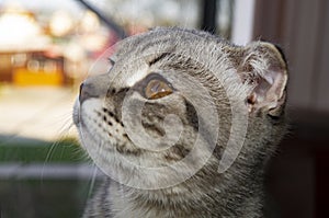 Cute muzzle gray Scottish fold cat