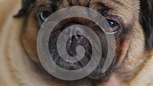 Cute muzzle of pug. Full frame. Dog looks and blinks with sad expression. Close up.