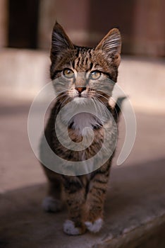 Cute muzzy lovely kitten gray cat is looking with interest on photographer. Black and white street glamorous black cat. Baby cat