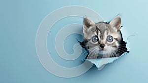 cute nabarlek peeking through a hole