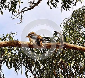 Cute native Australian kookaburra bird sitting on a tree branch with green leaves on sunny day