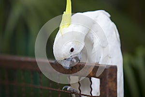 Cute naughty white parrot in thailand.