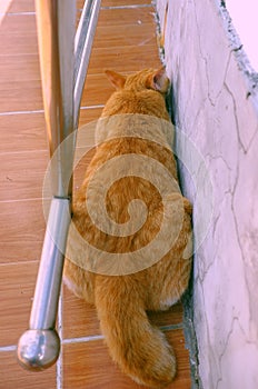 Cute, naughty yellow cat lying face down