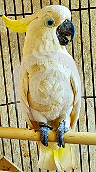 A cute nd talking parrot in the cage