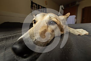 Cute neb of calm dog lying on bed photo