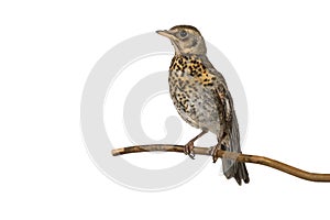 Cute nestling thrush fieldfare sitting on a branch