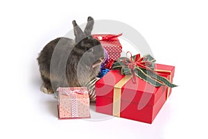 Cute netherland dwarf rabbit with gift boxes.