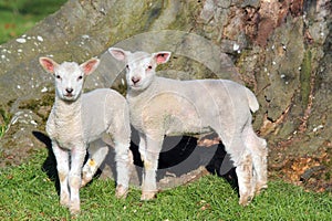 Cute new born Baby Lambs