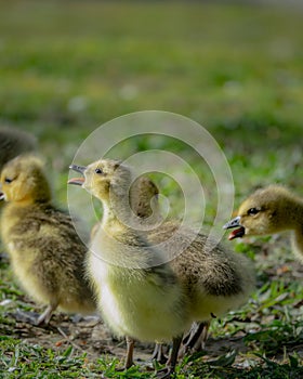 Cute new born goslings having fun together