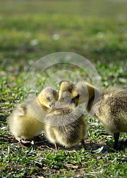 Cute new born goslings having fun together