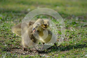 Cute new born goslings having fun together