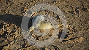 A cute new born Grey Seal pup, Halichoerus grypus, lying on the beach at sunrise at Horsey, Norfolk, UK.
