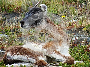 A cute new born guanaco baby in Torres del Paine National Park in Chile, Patagonia