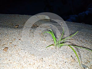 Cute new born plant on Sand