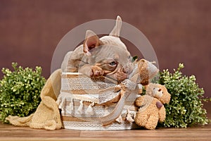 Cute New Shade Isabella Tan French Bulldog dog puppy sitting in box with boho style decoration and teddy bear