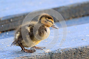 cute newbord mallard duckling