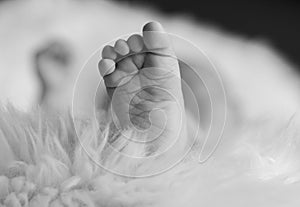 Cute newborn baby boy foot