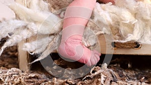 Cute newborn baby foot