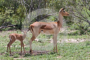 Cute newborn baby impala Aepyceros melampus guarded by its nervous mother