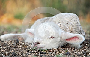 Niedlich Neugeborenes ein Kind lamm Schlafen auf der Länder 