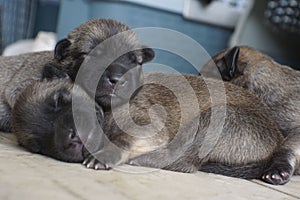 Cute newborn brown puppies sleeping