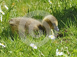 Cute newborn chick of a Canada goose on a meadow