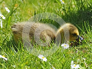 Cute newborn chick of a Canada goose on a meadow