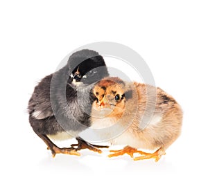 Cute newborn chickens