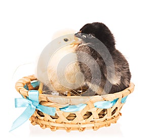 Cute newborn chickens