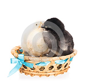 Cute newborn chickens