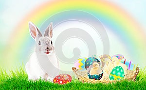 Cute newborn Chicks in pink and colorful shell. Green grass, blue sky, rainbow. The concept of the Easter holidays, the birth,