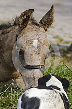 Cute newborn colt lying in grass on a spring day. head shot. Woman next to the stallion foal, yellow dun color.Dog in front of the