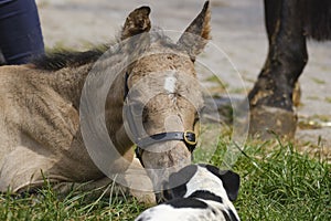 Cute newborn colt lying in grass on a spring day. head shot. Woman next to the stallion foal, yellow dun color.Dog in front of the