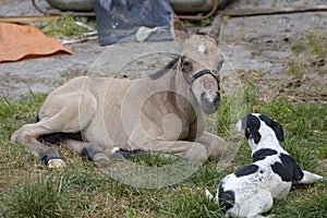 Cute newborn colt, yellow dun color. Lying in grass on a spring day. little dog in front of the foal