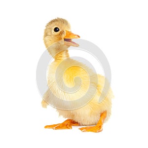 Cute newborn duck