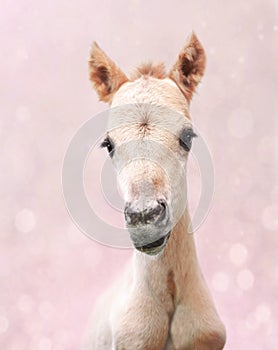 Cute newborn foal on a pink background