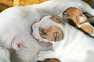 Cute newborn Jack Russell Terrier puppy wets his mother\'s