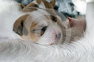 Cute newborn Jack Russell Terrier puppy wets his mother\'s