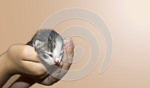 Cute newborn kitten is lying in the hands of a child. on a beige background