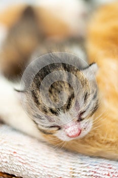 Cute newborn kitten sleep, baby animal sleeping