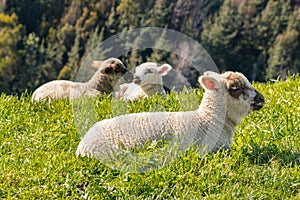 Cute newborn lambs basking on grass with blurred background and copy space