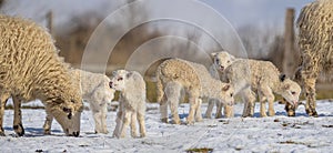 Cute newborn lambs on a farm - close up