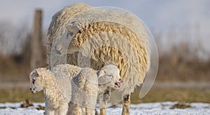Newborn lambs on a farm - close up - early spring