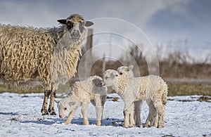 newborn lambs on a farm - close up - early spring