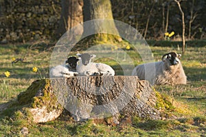 Cute newborn lambs in spring sunshine with daffodils in British countryside