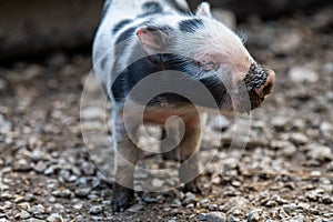 Cute newborn pig piglet with a muddy nose (concept of animal health, friendship , love of nature, vegan and vegetarian