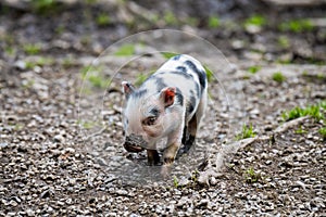 Cute newborn pig piglet with a muddy nose (concept of animal health, friendship , love of nature, vegan and vegetarian